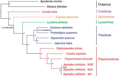 Comparative mitogenomic and evolutionary analysis of Lycaenidae (Insecta: Lepidoptera): Potential association with high-altitude adaptation